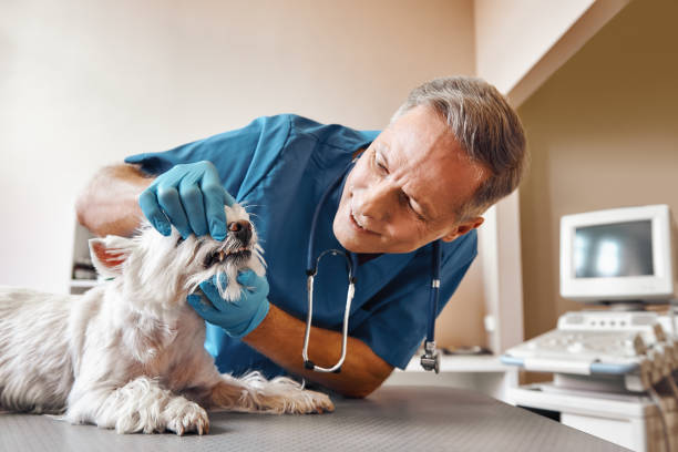 Best Emergency Dental Care for Trauma or Injury in Pine Lakes, FL